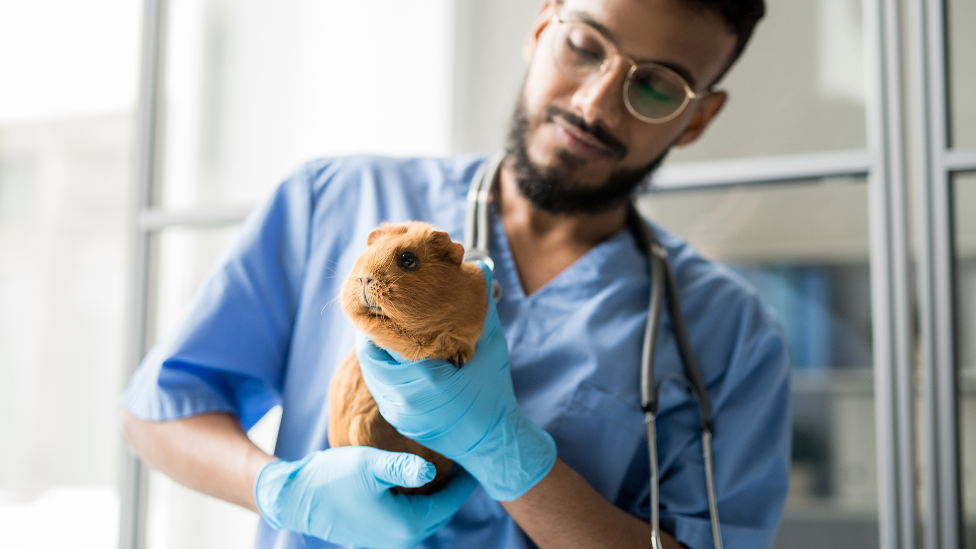 Vet with guinea pig