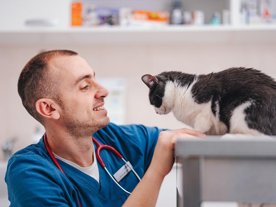 Vet with elderly cat